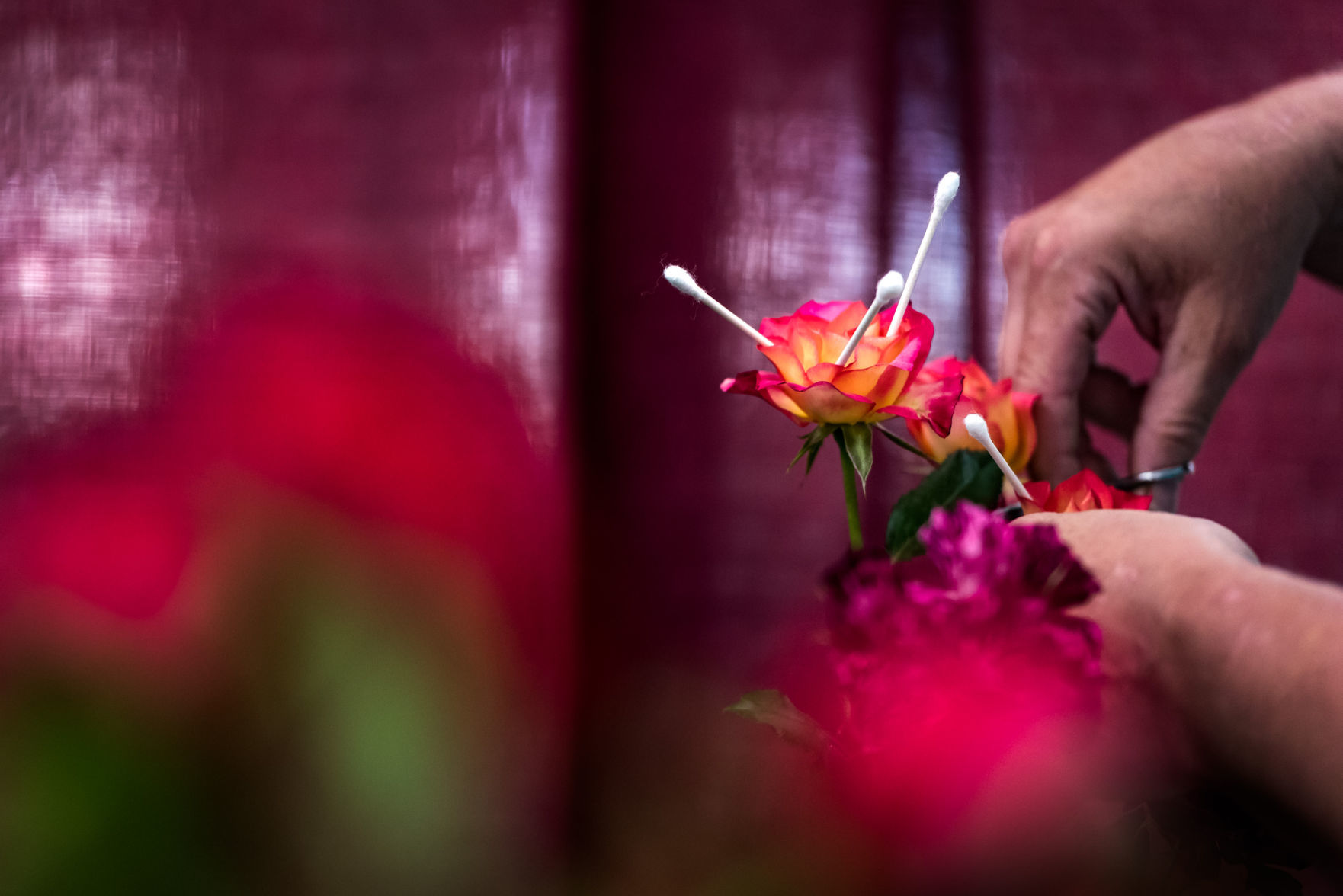 Rose Show